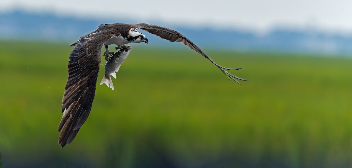 Águila Pescadora - ML624206952