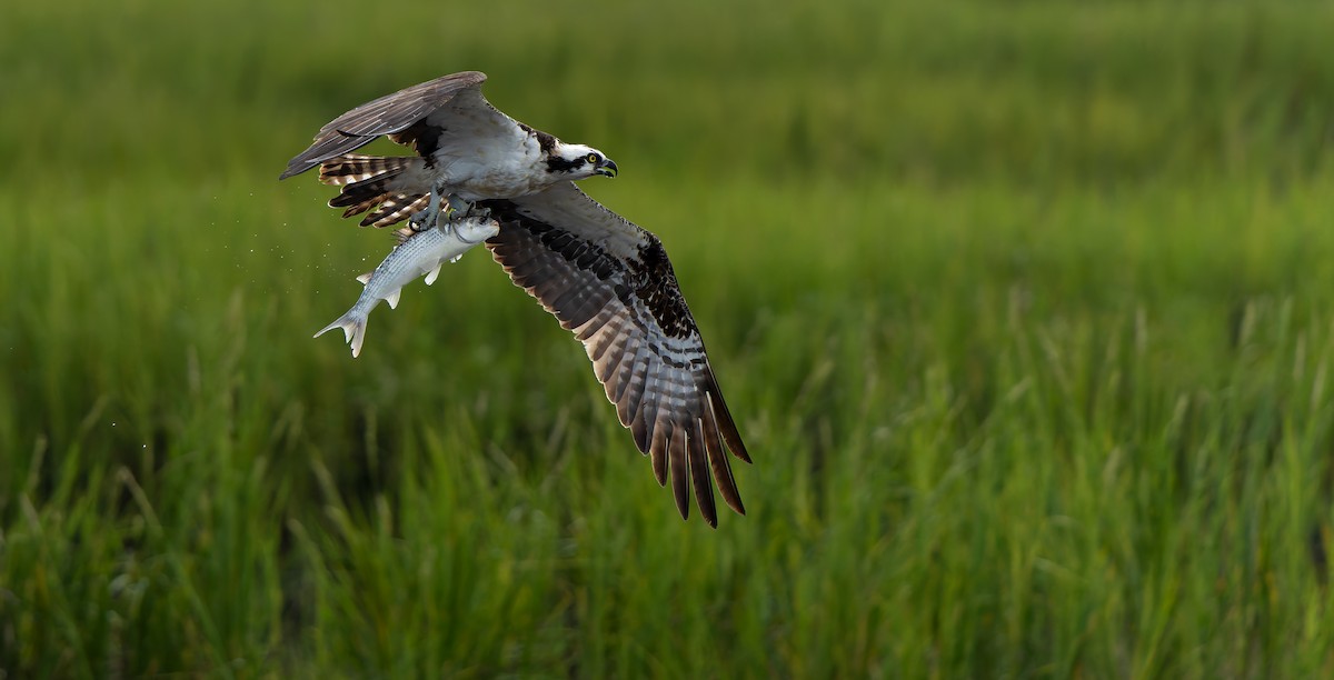 Osprey - W. Gareth Rasberry