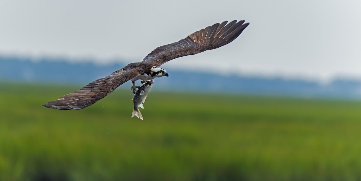 Águila Pescadora - ML624206955