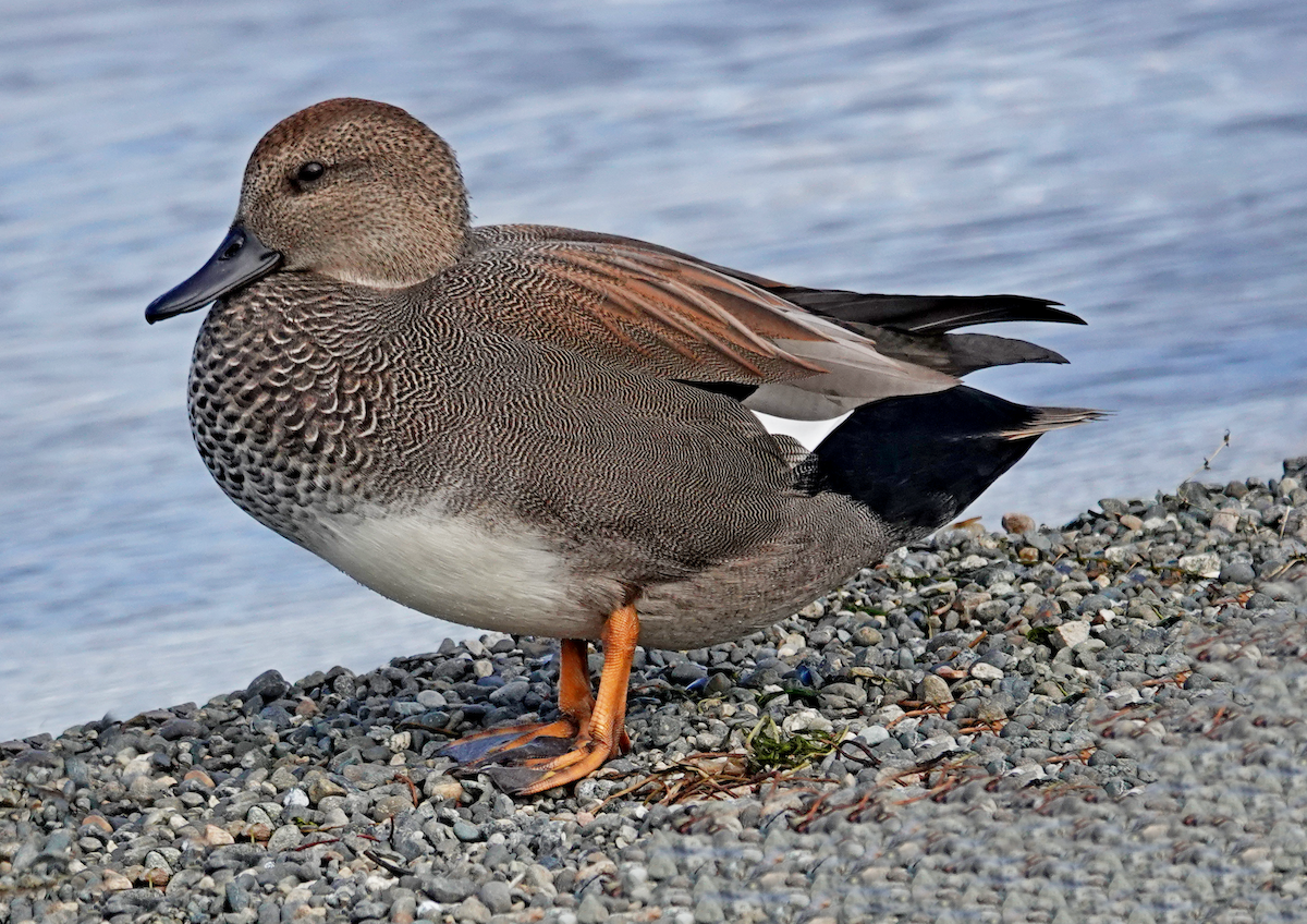 Gadwall - ML624206969