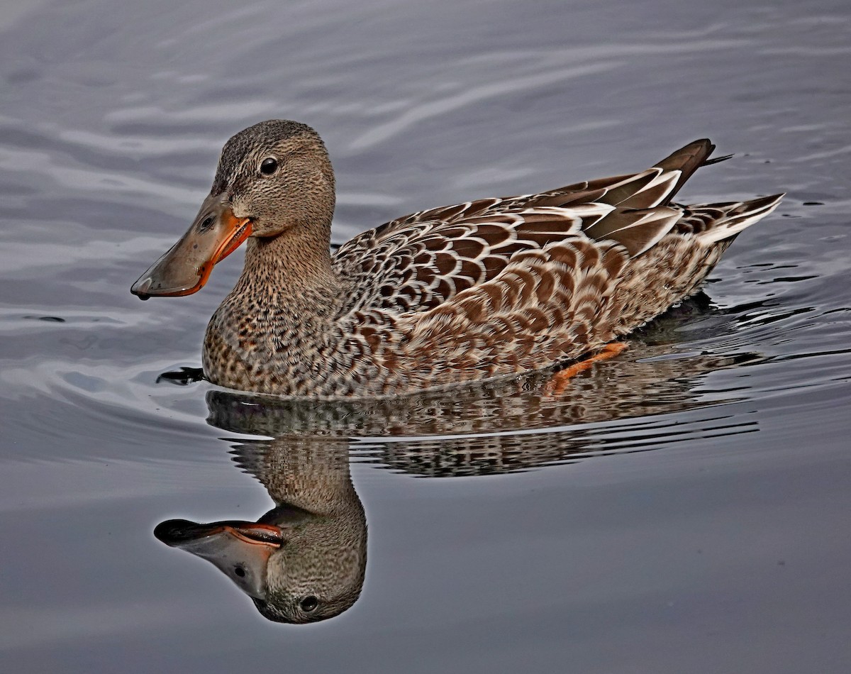 Northern Shoveler - ML624206978