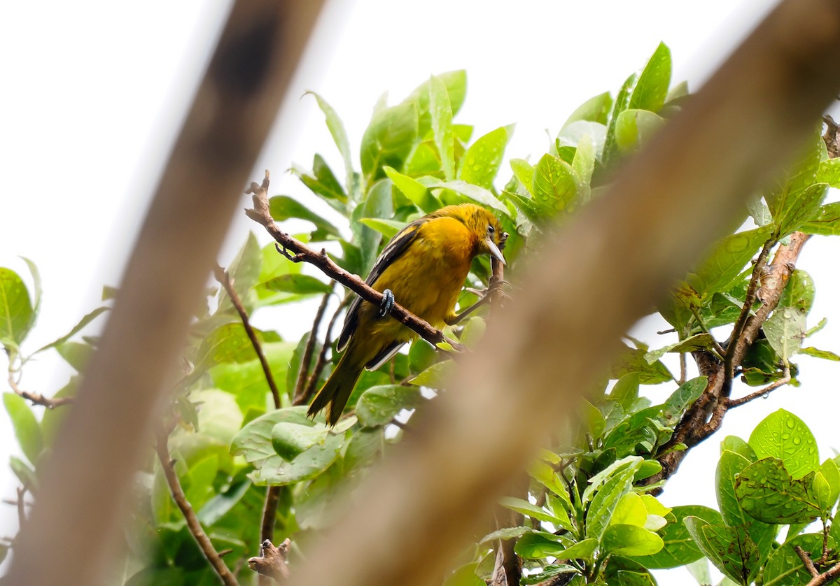 Baltimore Oriole - Tonja Wight