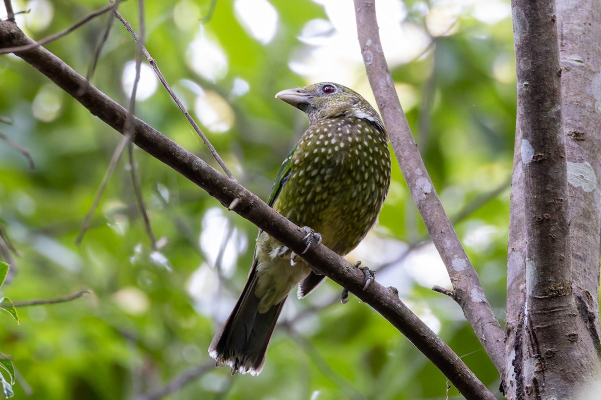 Green Catbird - Steve Popple