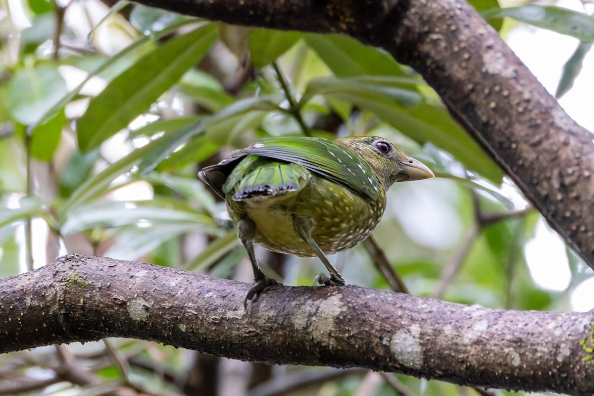 Green Catbird - ML624207024