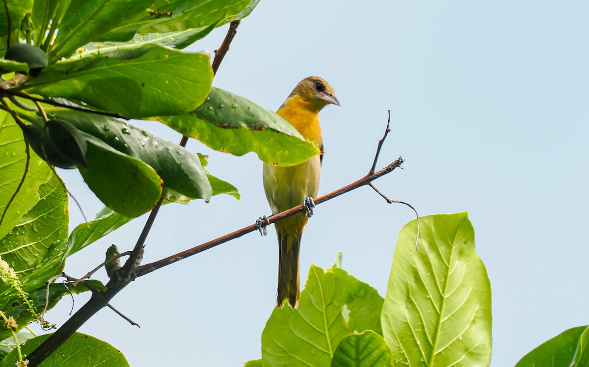 Baltimore Oriole - Tonja Wight