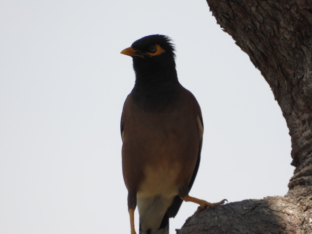 Common Myna - ML624207090