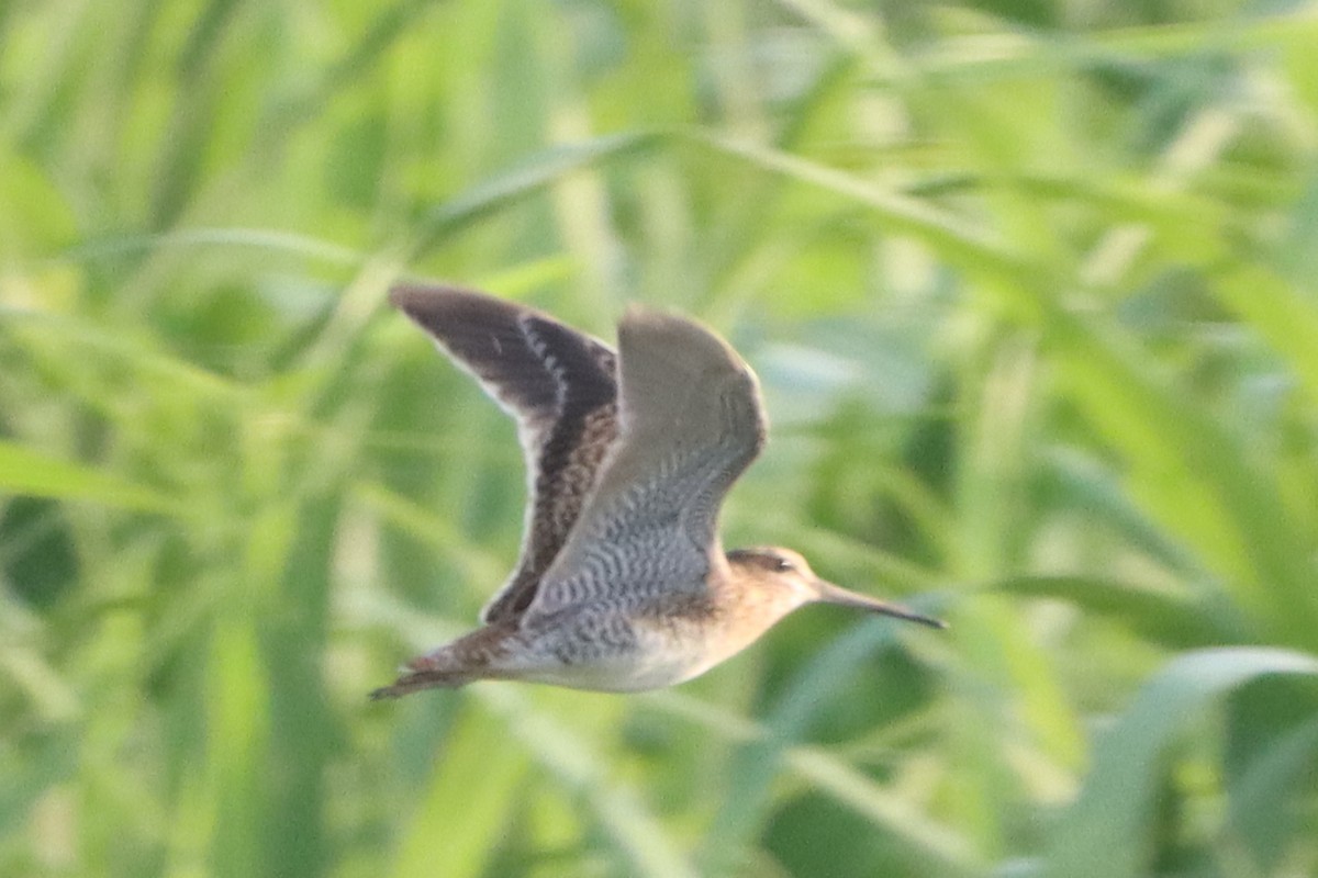 Swinhoe's/Pin-tailed Snipe - ML624207092