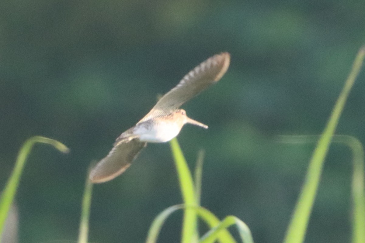 Swinhoe's/Pin-tailed Snipe - ML624207093