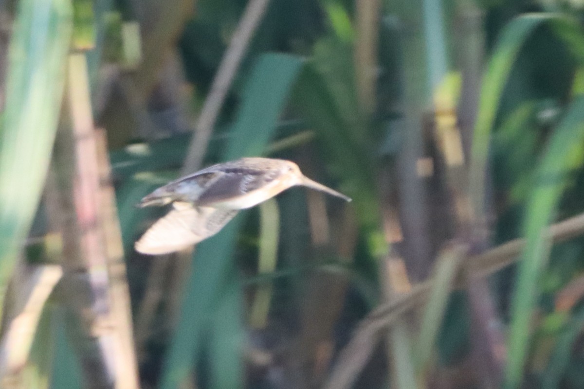 Swinhoe's/Pin-tailed Snipe - ML624207094