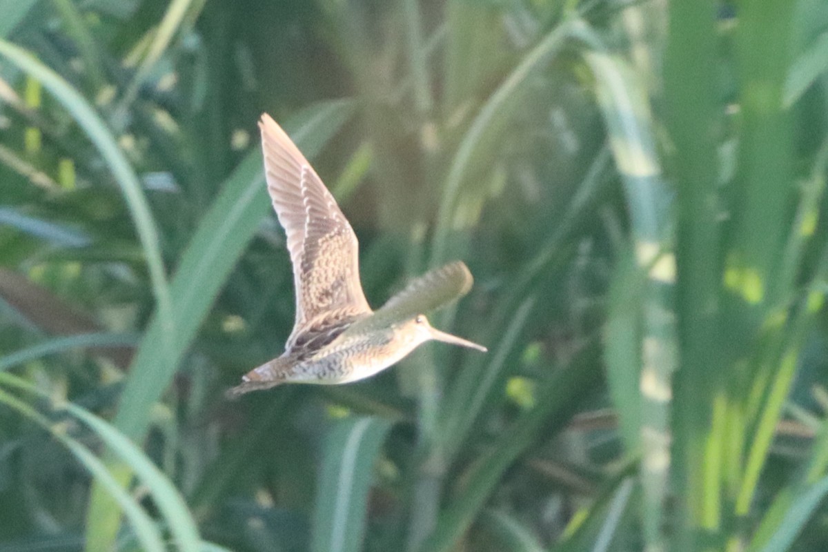 Swinhoe's/Pin-tailed Snipe - ML624207095