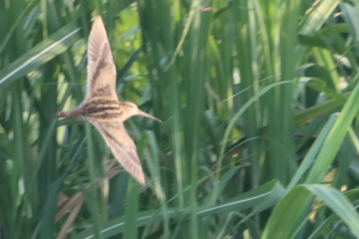 Swinhoe's/Pin-tailed Snipe - ML624207096