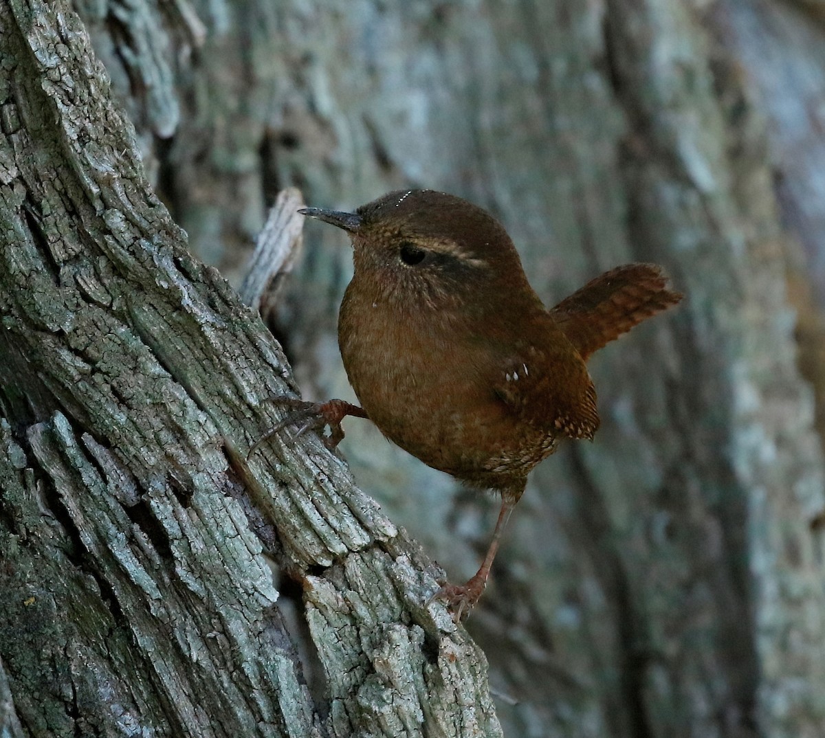 Pacific Wren - ML624207108