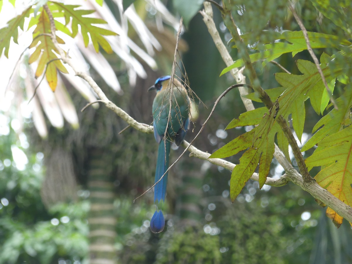 Lesson's Motmot - Jim & Ann Eachus