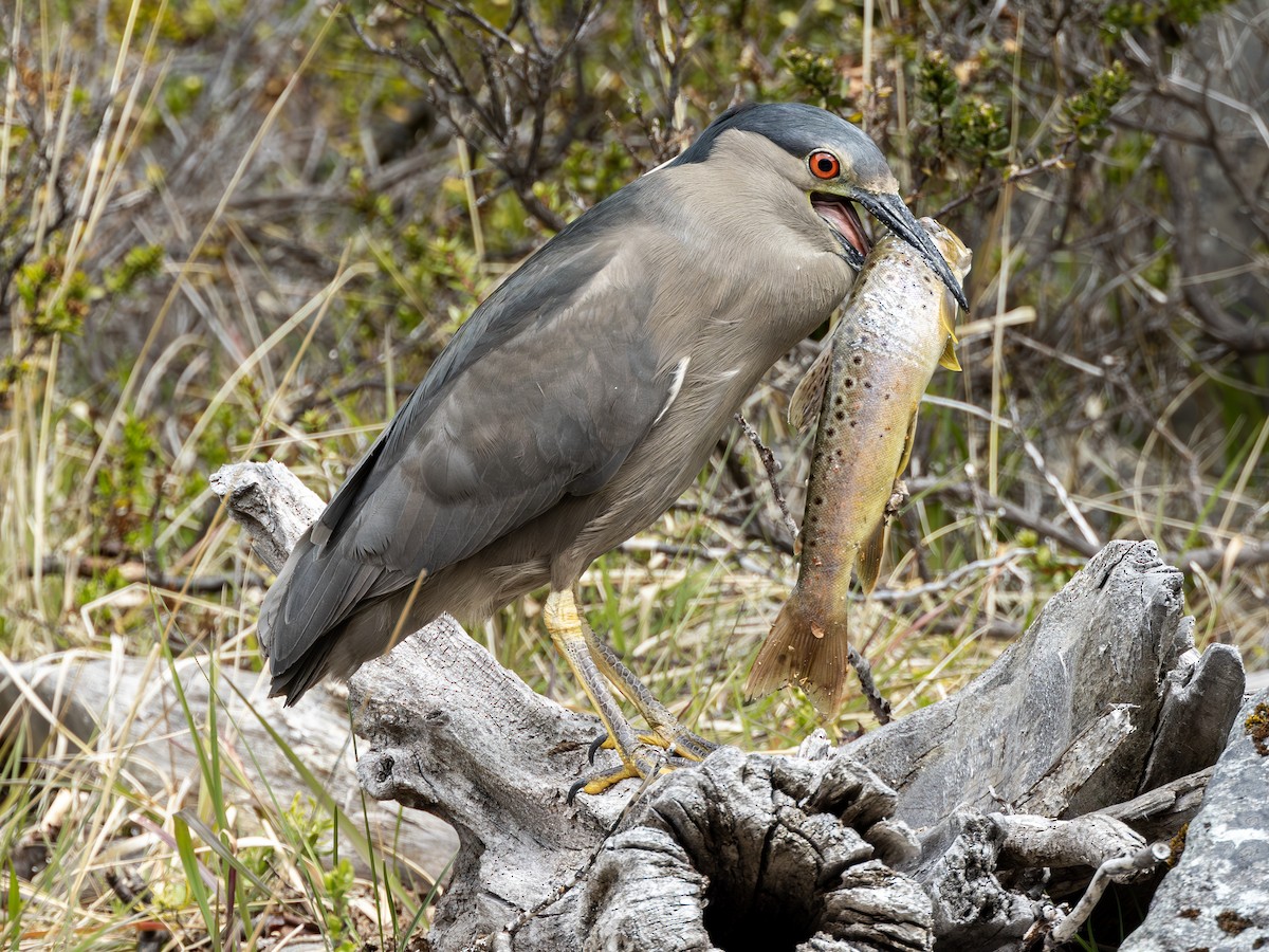 Black-crowned Night Heron (Dusky) - ML624207137