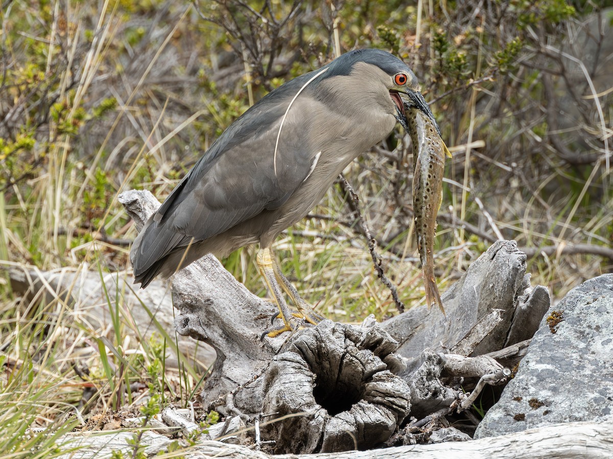 Black-crowned Night Heron (Dusky) - ML624207138