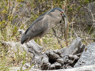 Guaco (obscurus) - eBird