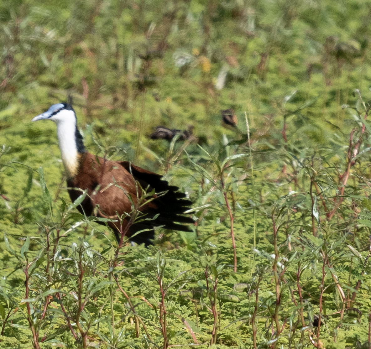 African Jacana - ML624207161