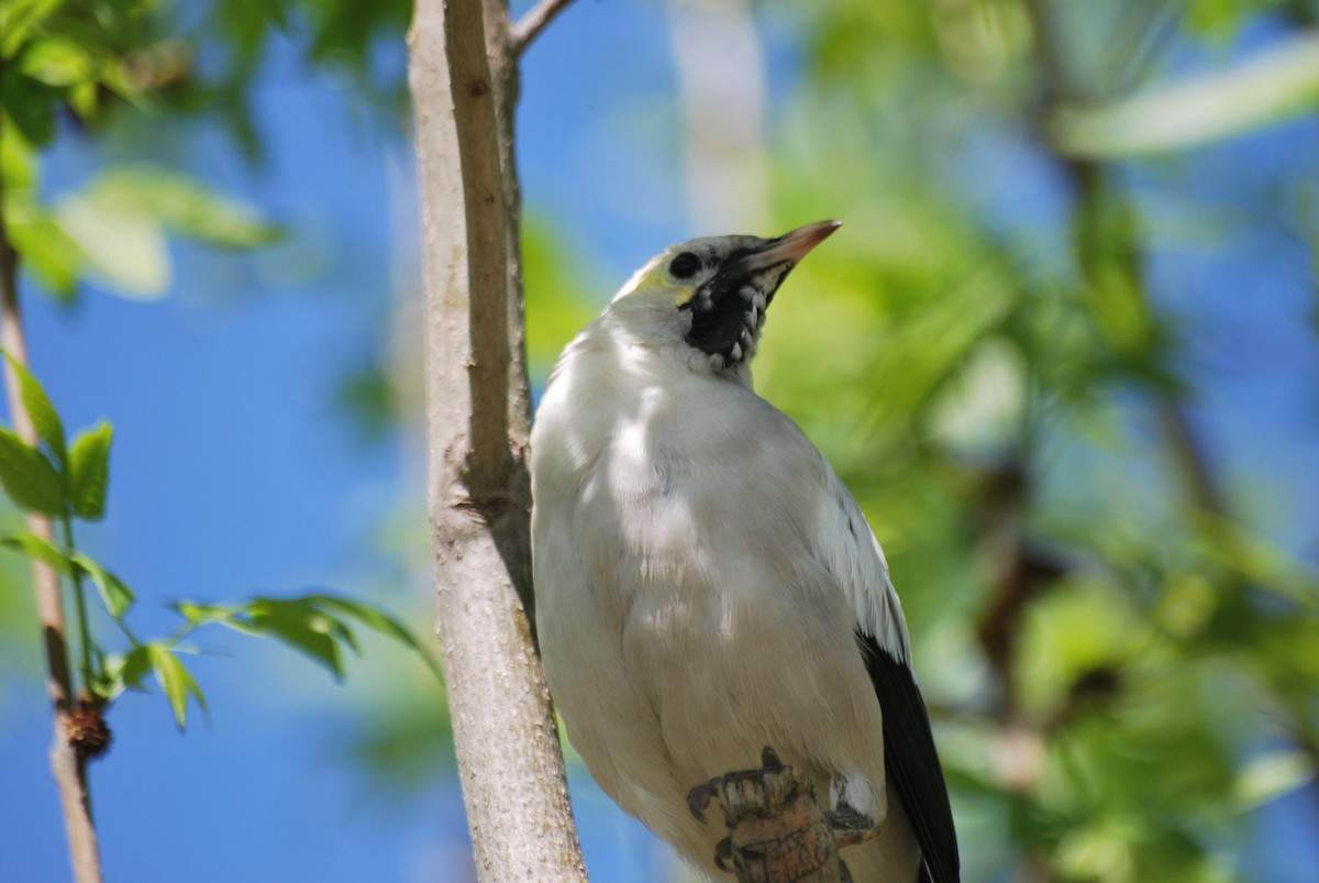 Wattled Starling - Dominic More O’Ferrall