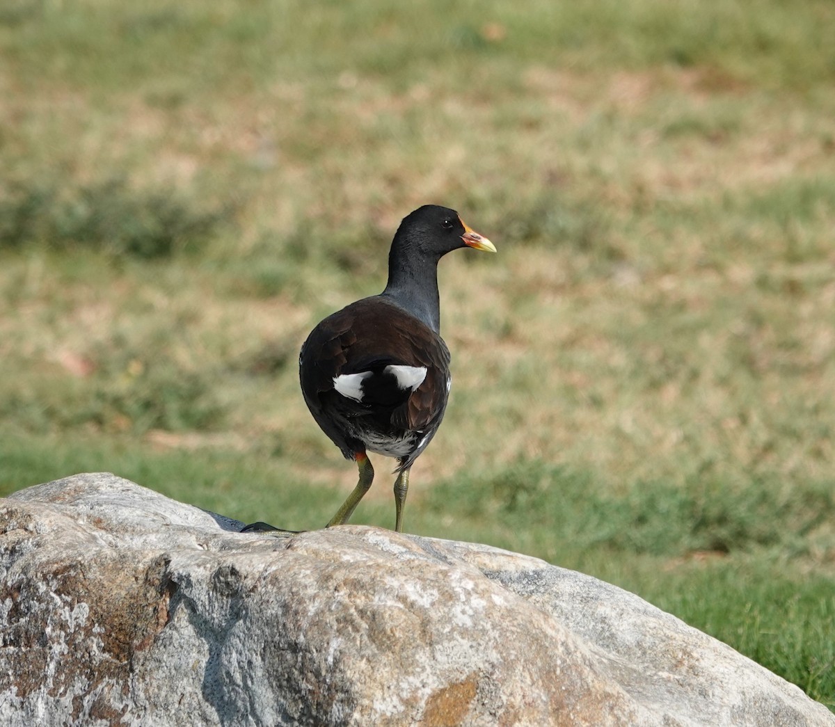 Common Gallinule - Sylvia Afable