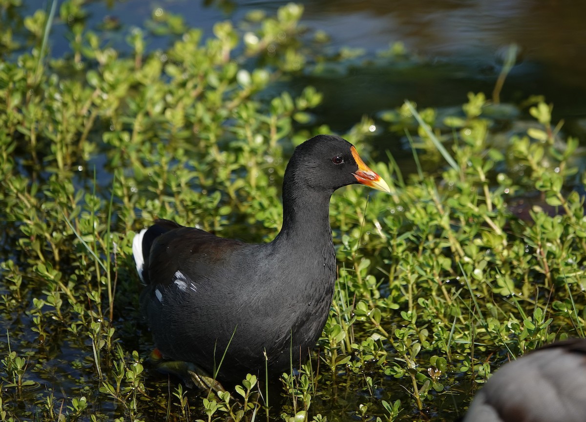 Common Gallinule - Sylvia Afable