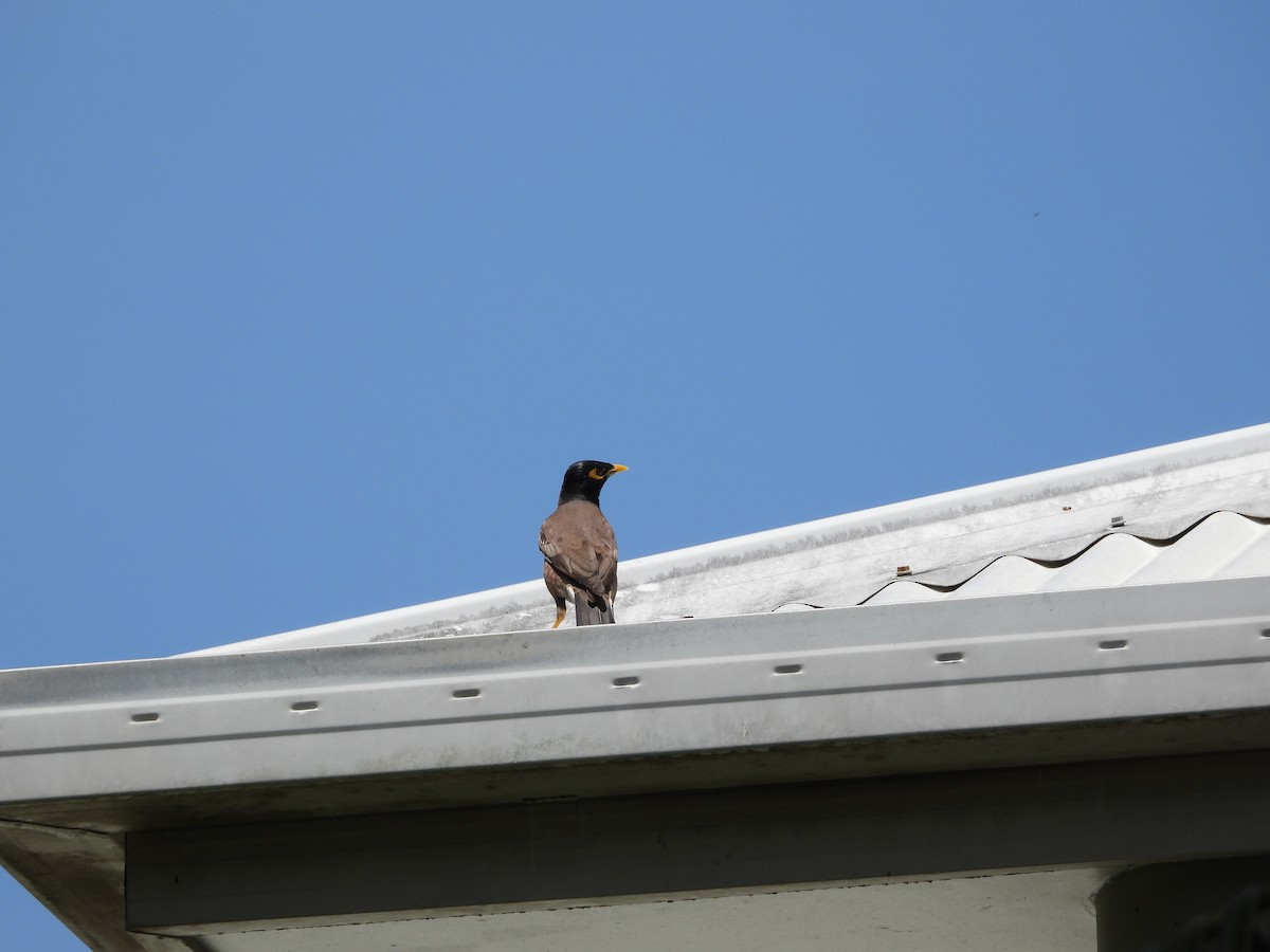 Common Myna - ML624207179