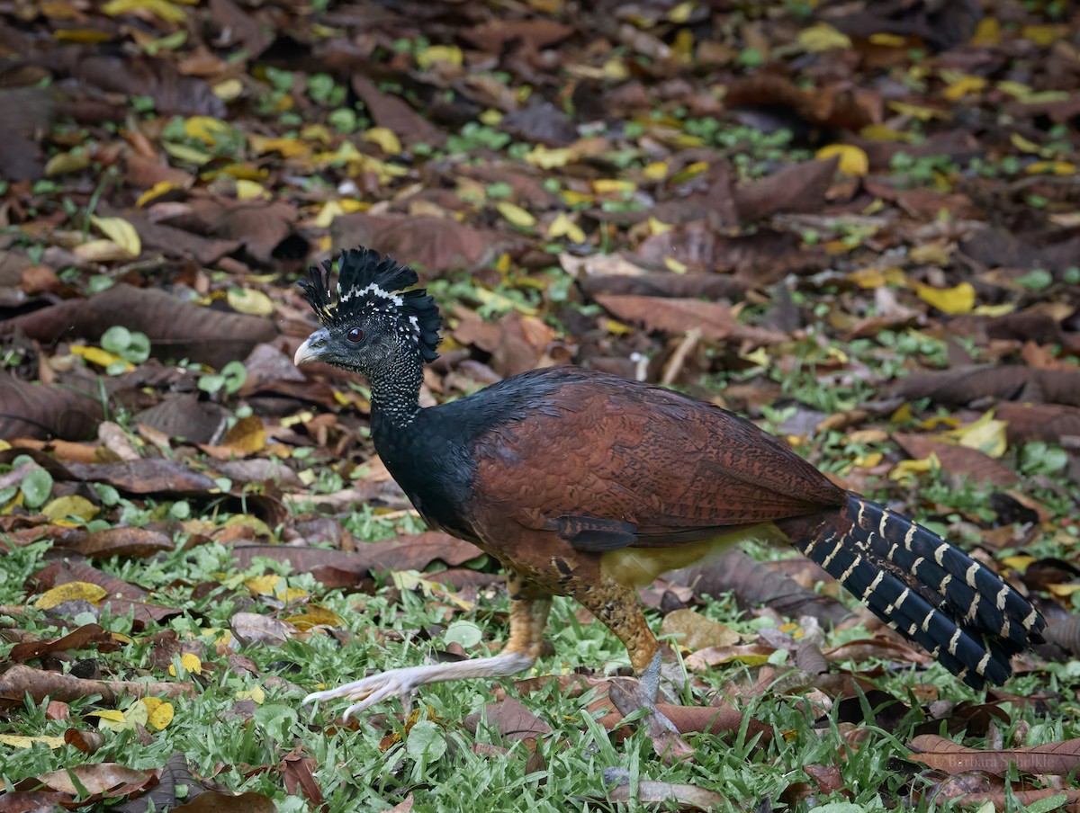 オオホウカンチョウ - ML624207188