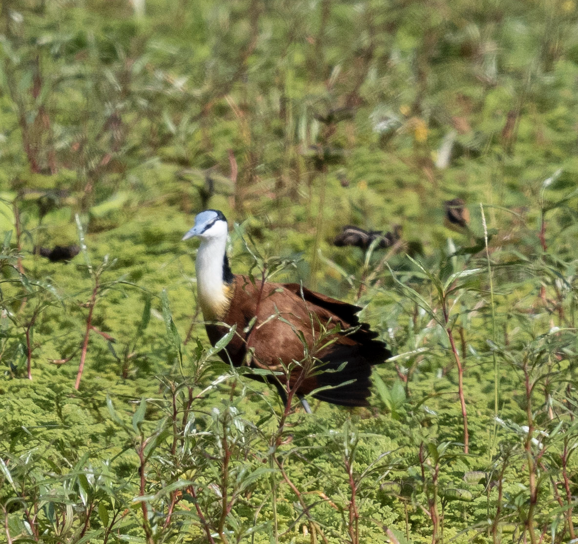 African Jacana - ML624207190