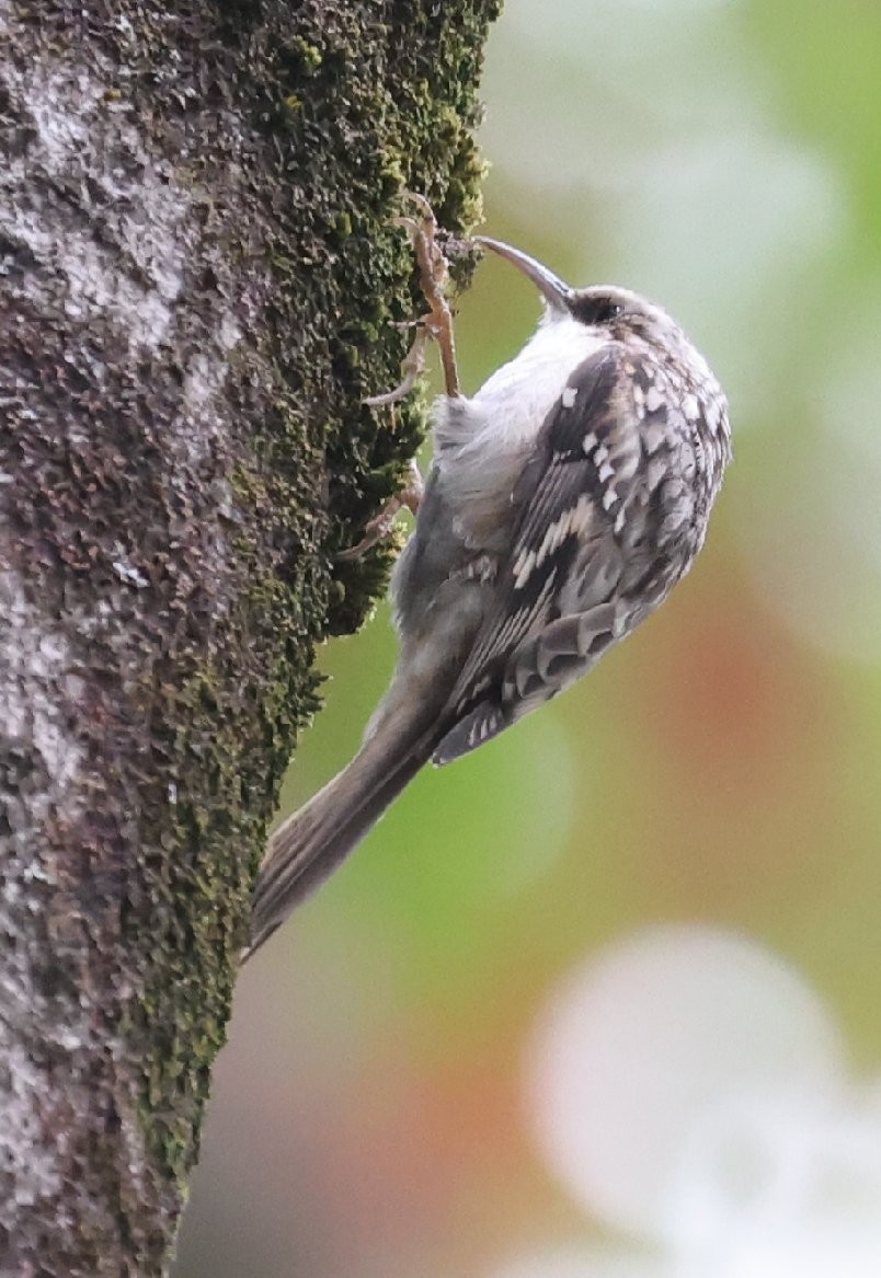 Brown Creeper - ML624207263