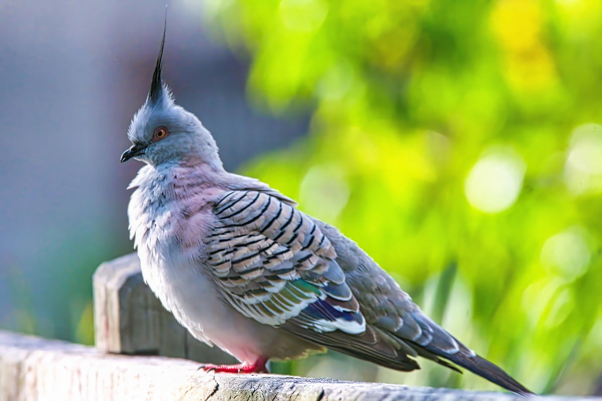 Crested Pigeon - Alfons  Lawen