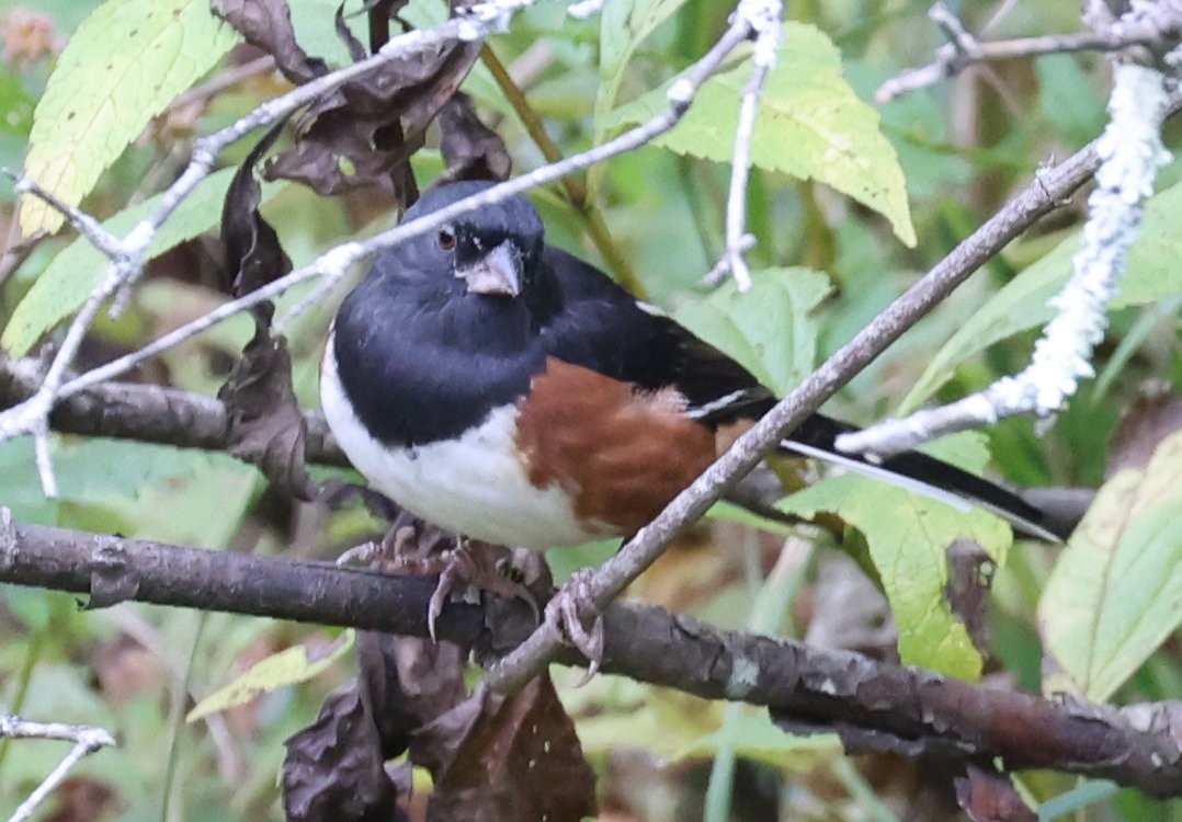 Eastern Towhee - ML624207285