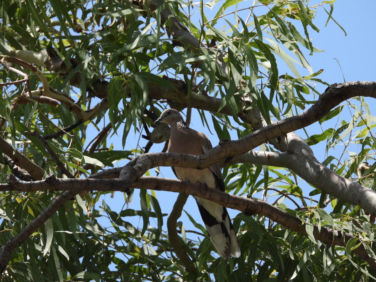 Spotted Dove - ML624207286