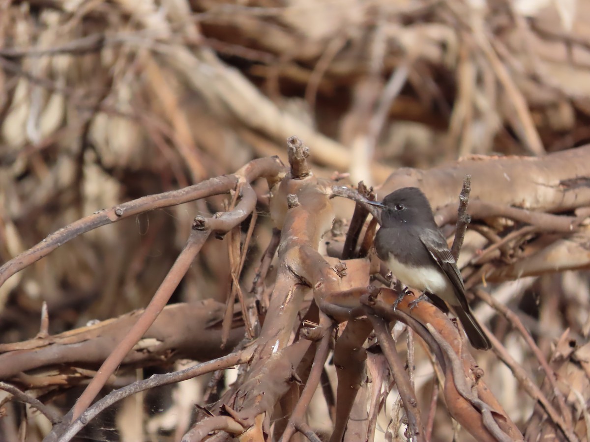 Black Phoebe (Northern) - ML624207299