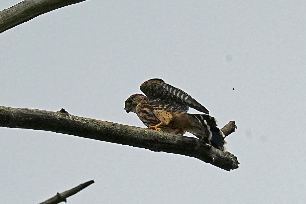 Faucon émerillon - ML624207303