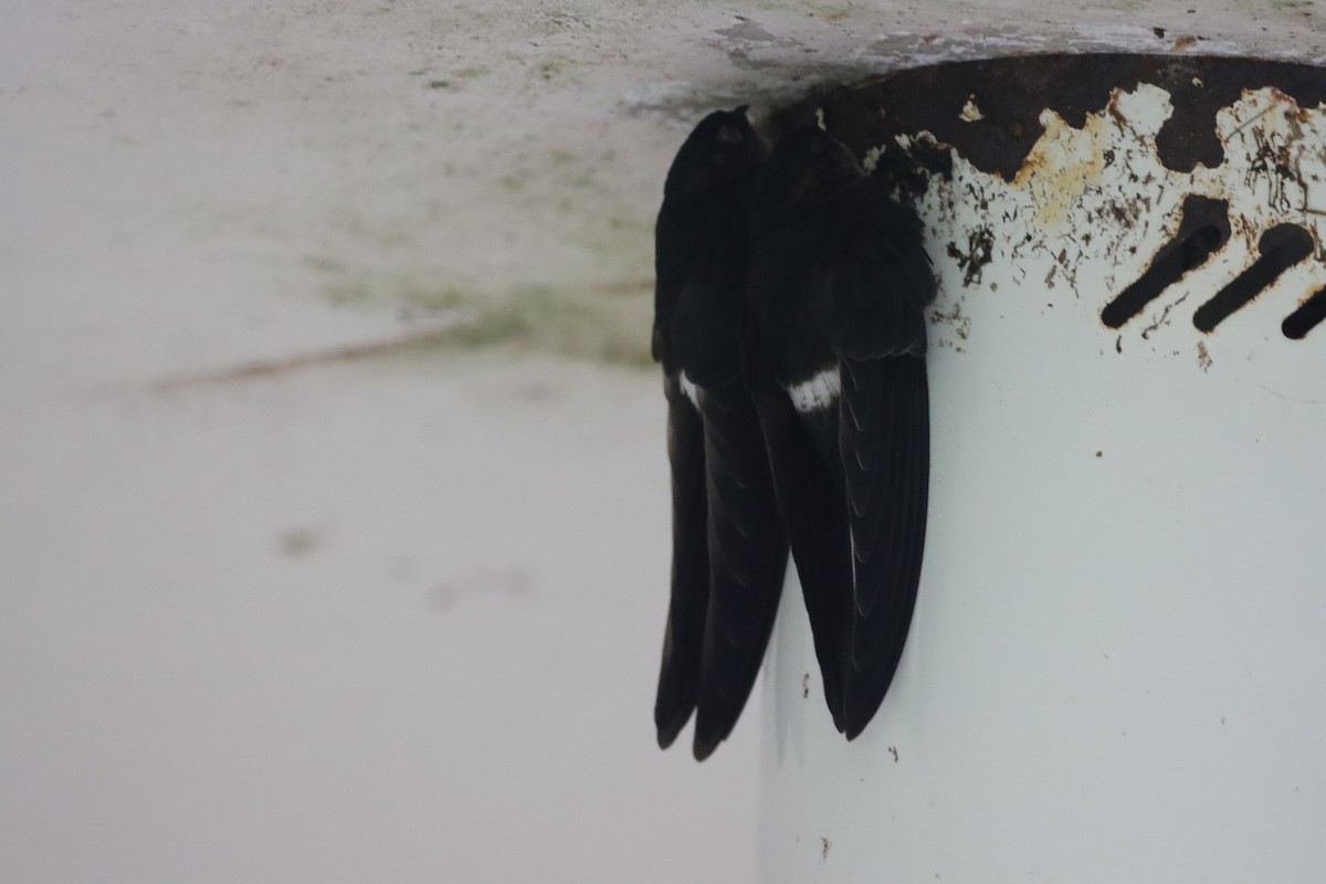 Gray-rumped Swiftlet - ML624207310