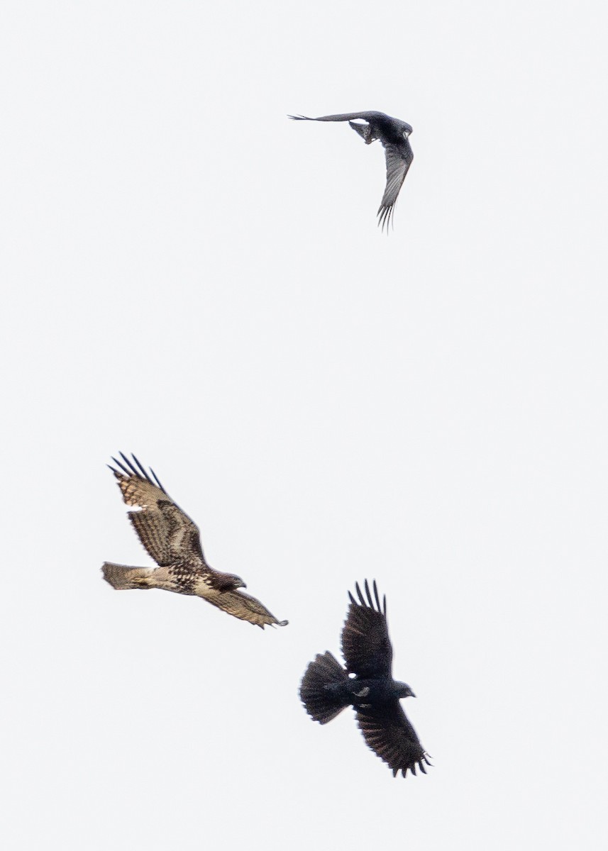 Red-tailed Hawk - ML624207322