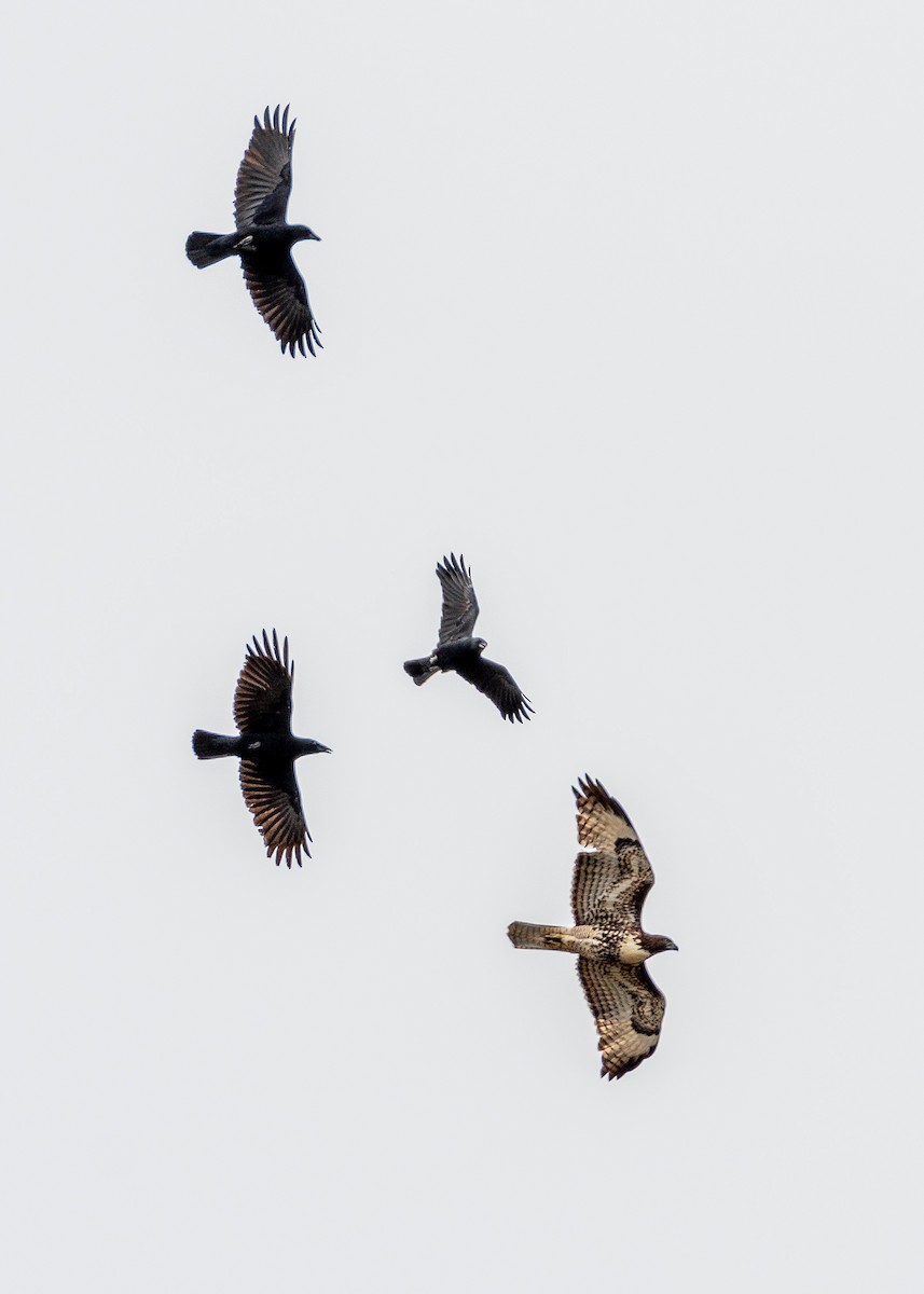 Red-tailed Hawk - ML624207327