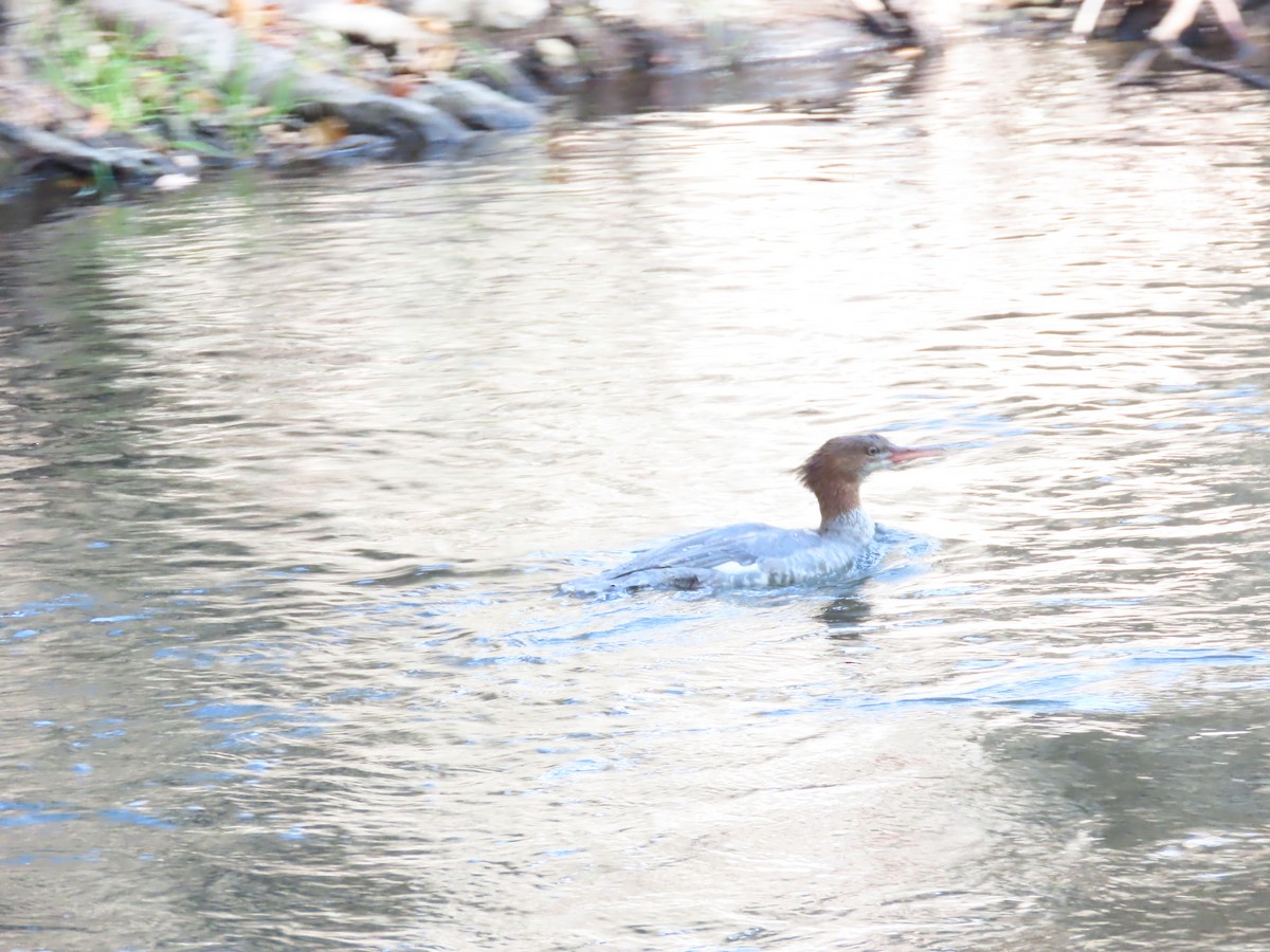 Common Merganser (North American) - Kaiting H