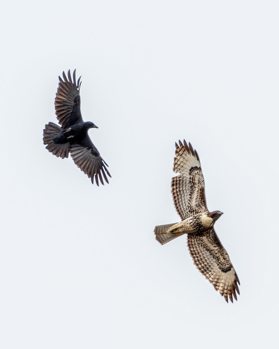 Red-tailed Hawk - ML624207333