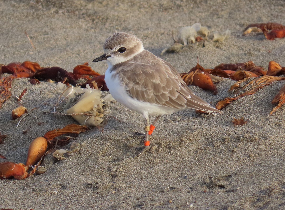 Snowy Plover - ML624207334