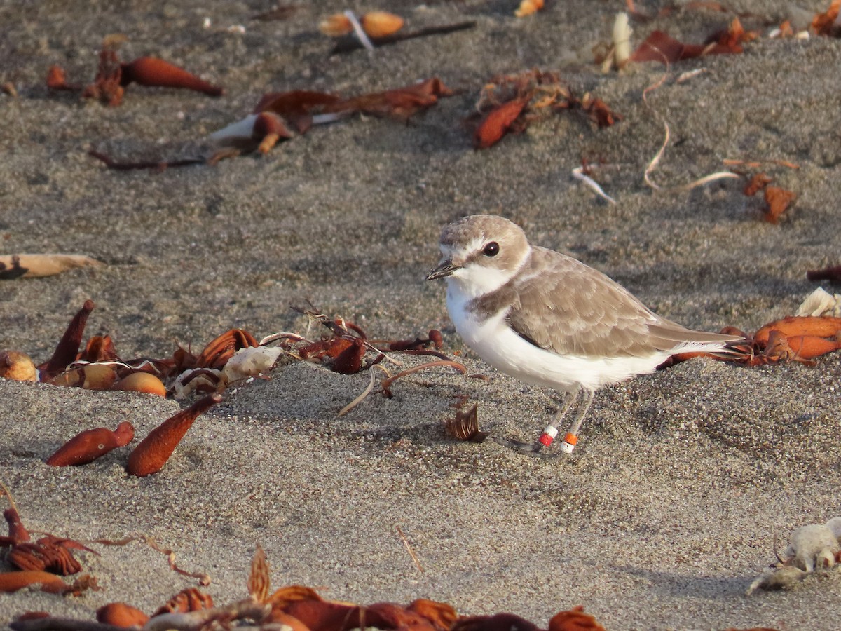 Snowy Plover - ML624207335