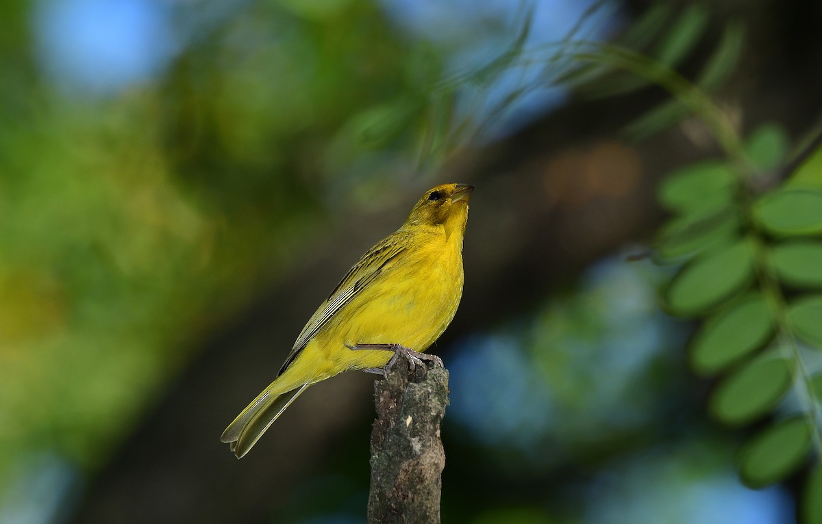 Saffron Finch - ML624207337