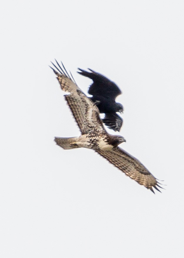 Red-tailed Hawk - ML624207340