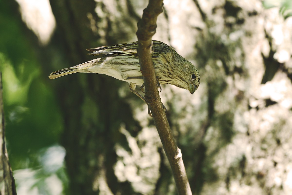 Saffron Finch - ML624207342