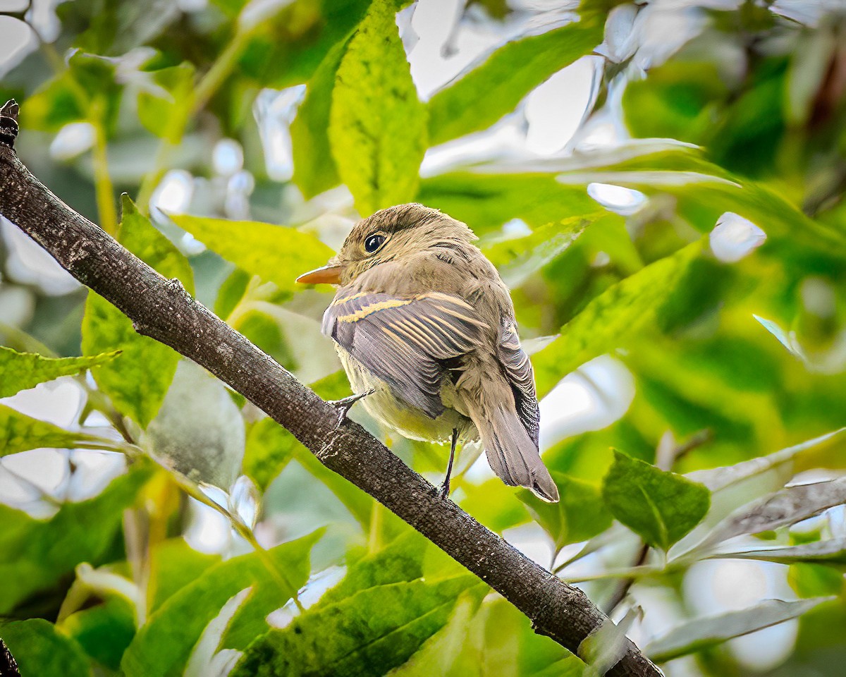 Western Flycatcher (Pacific-slope) - ML624207350