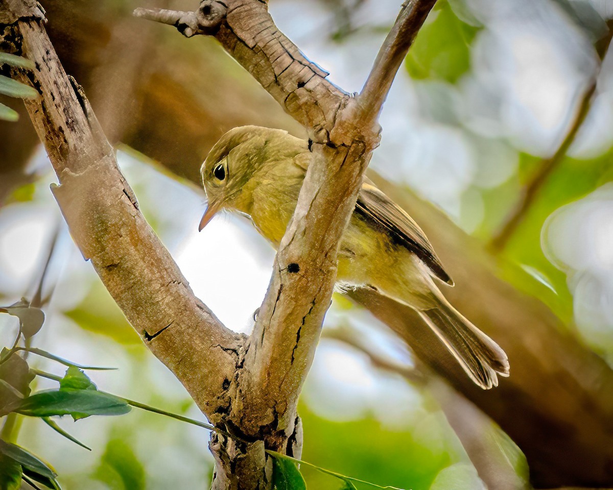 Western Flycatcher (Pacific-slope) - James Kendall