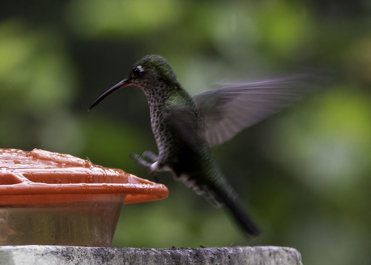 Many-spotted Hummingbird - ML624207352