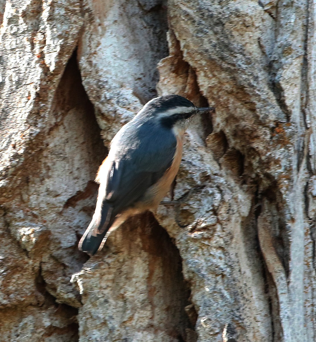 Red-breasted Nuthatch - ML624207385