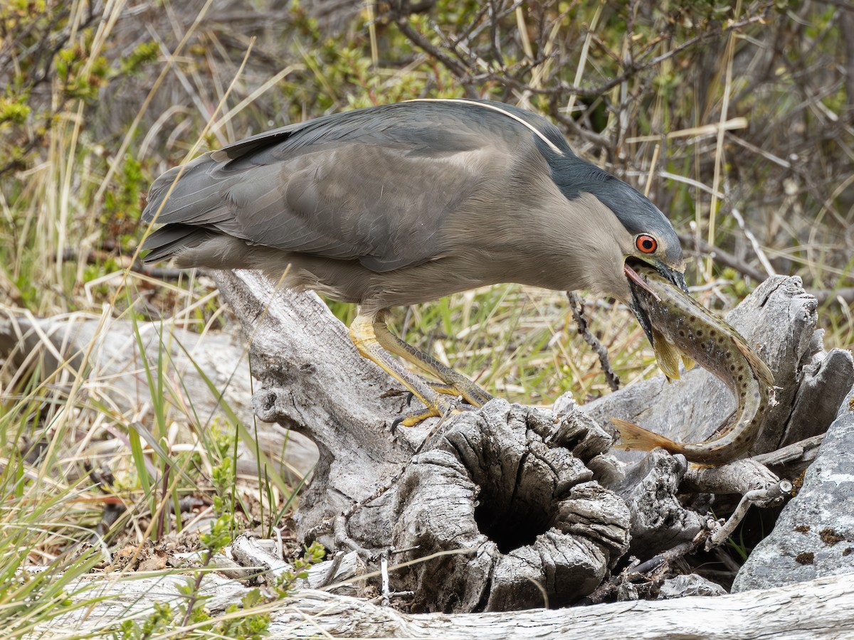 Black-crowned Night Heron (Dusky) - Peter Kondrashov