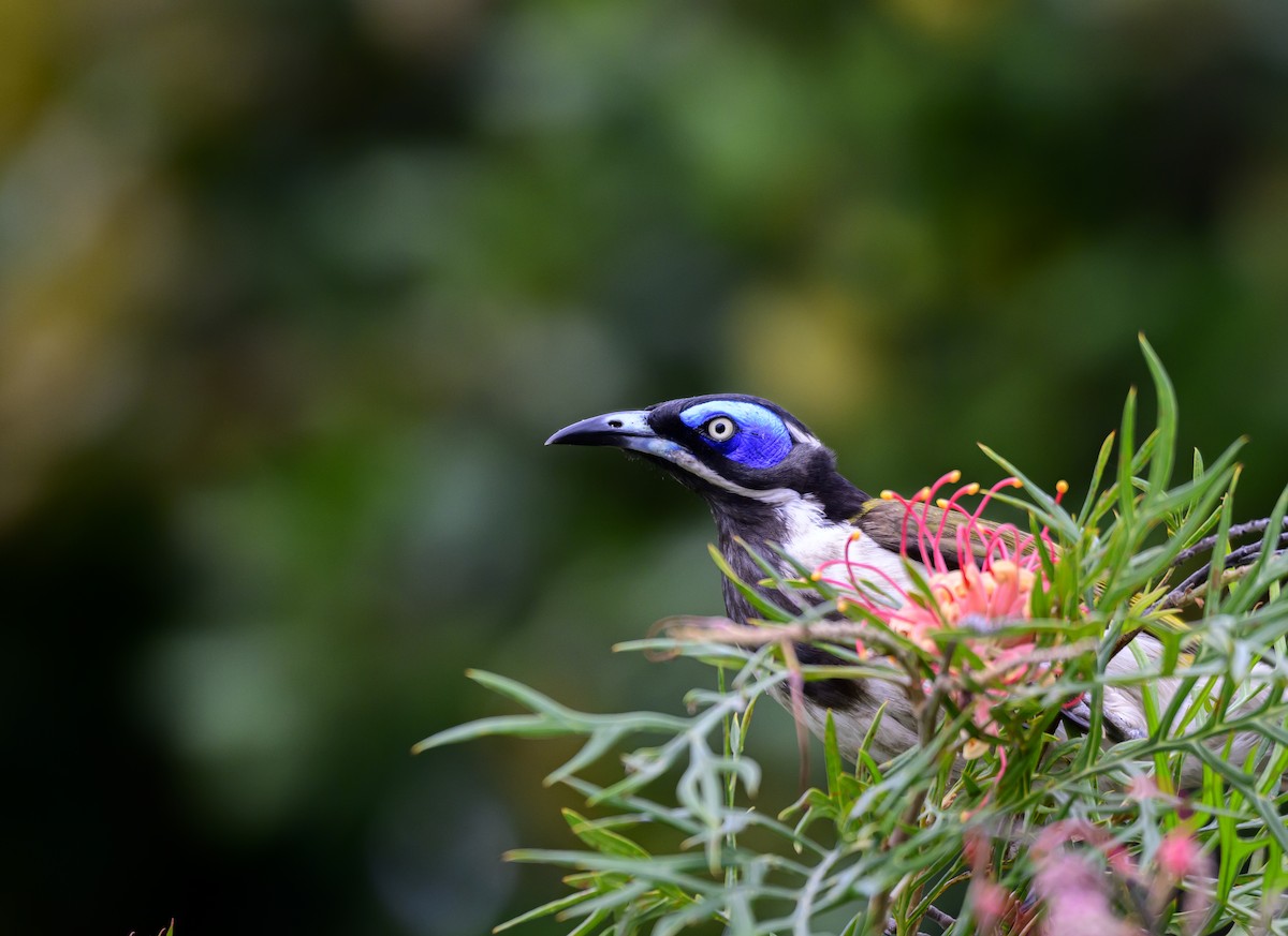 Blue-faced Honeyeater - ML624207398