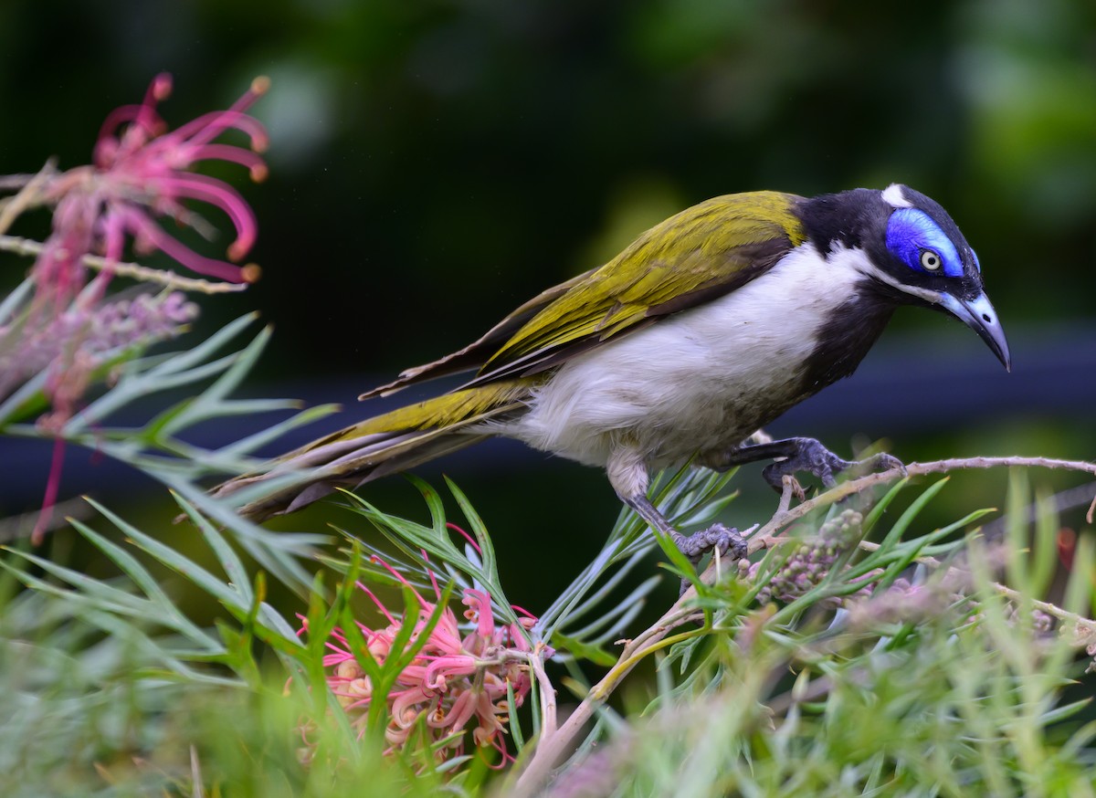 Blue-faced Honeyeater - ML624207399